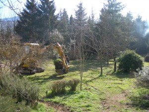 Moving Olive Trees